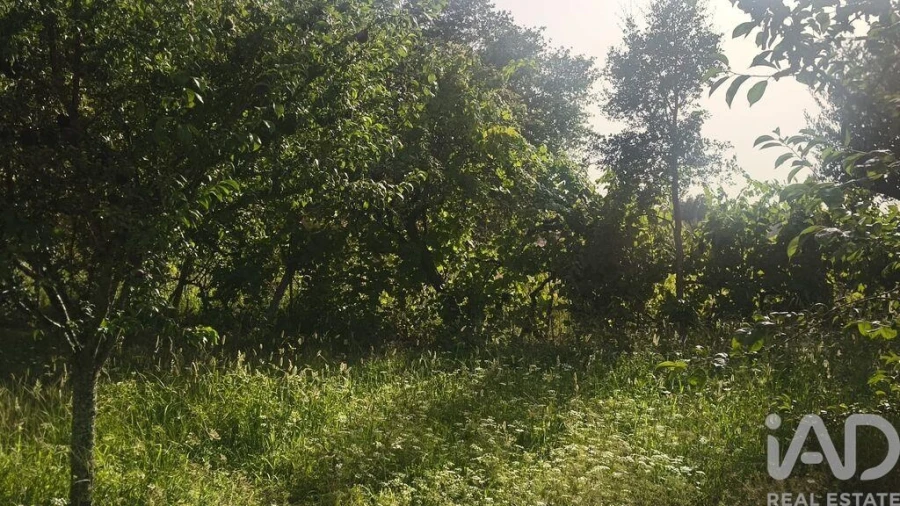 Terreno para Venda em Seixo da Beira Foto 16