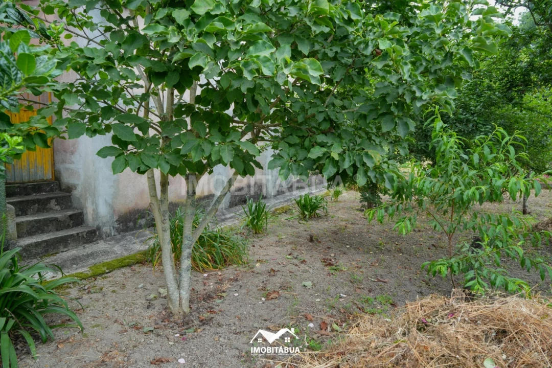 Terreno Agricola ou Rústico para Venda em São João de Areias Foto 5