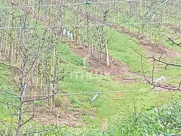 Terreno Agricola ou Rústico para Venda em Carvalhal Benfeito