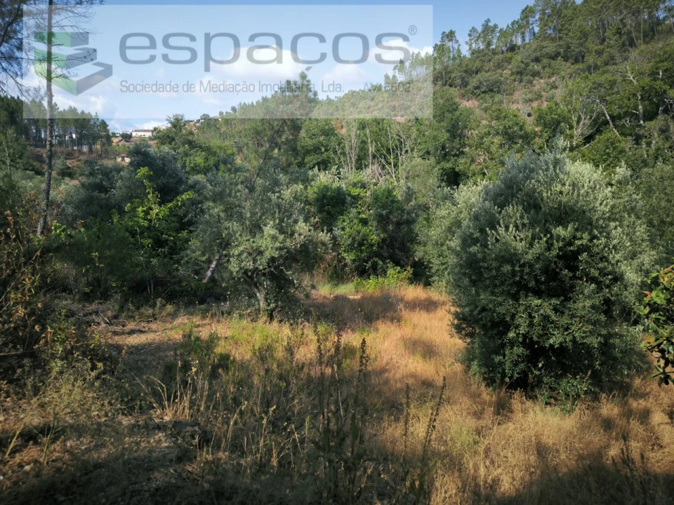 Terreno Agricola ou Rústico para Venda em Sarzedas Foto 7