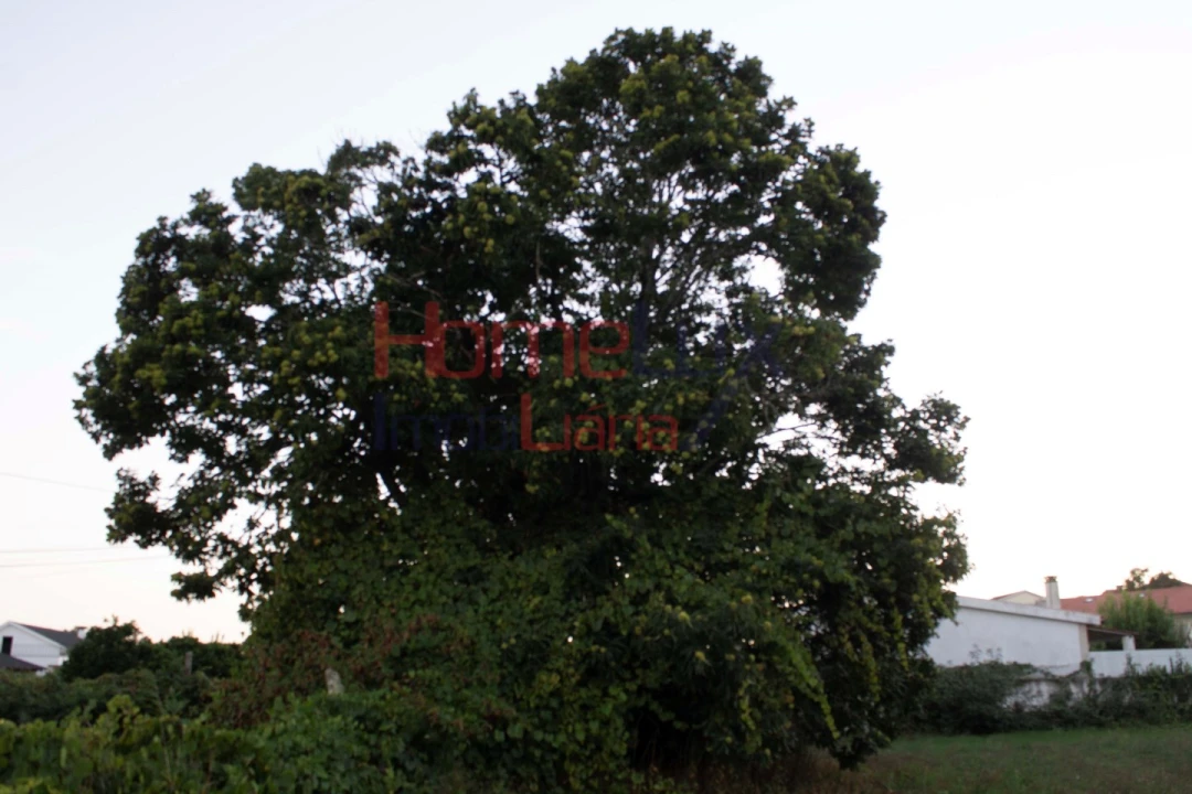 Terreno para Venda em Serrazes Foto 7
