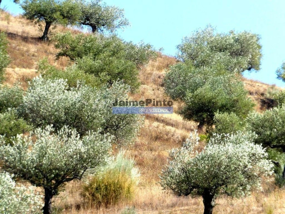 Terreno Agricola ou Rústico para Venda em Escalhão Foto 8
