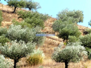 Terreno Agricola ou Rústico para Venda em Escalhão