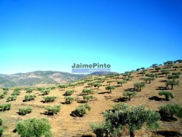Terreno Agricola ou Rústico para Venda em Escalhão