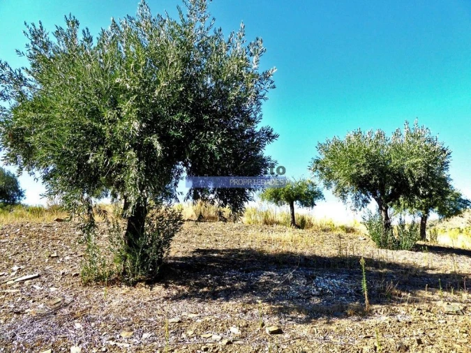 Terreno Agricola ou Rústico para Venda em Escalhão Foto 6