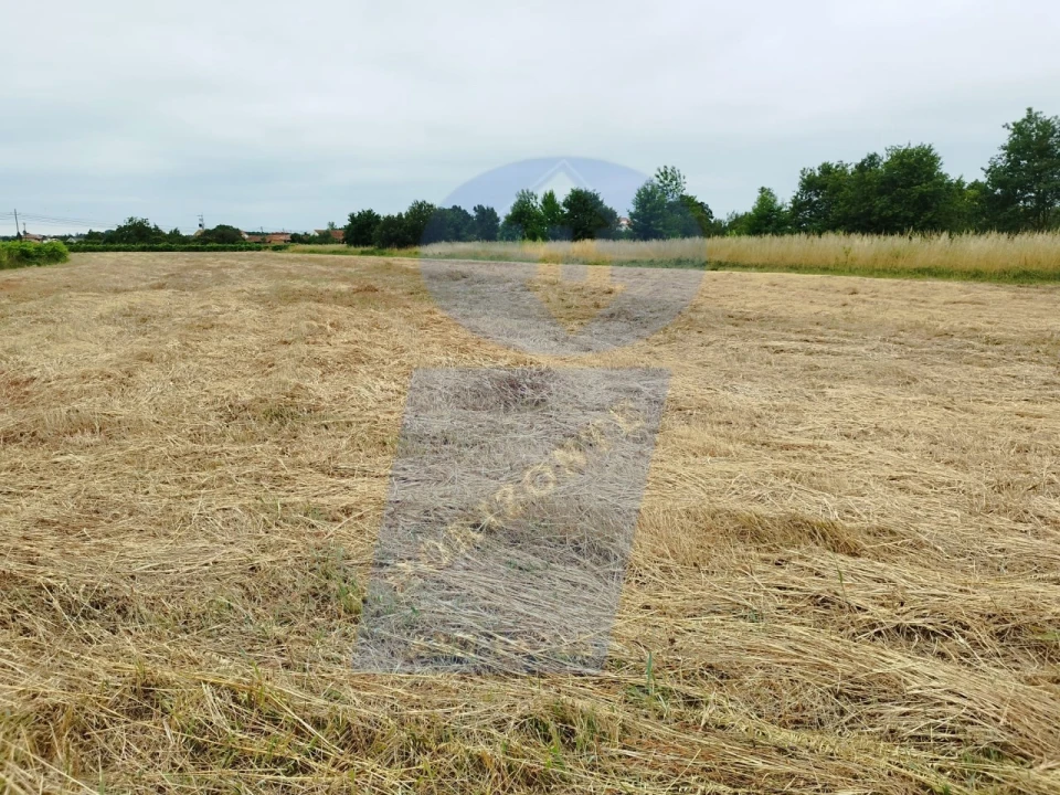 Terreno para Venda em Bustos, Troviscal e Mamarrosa Foto 1