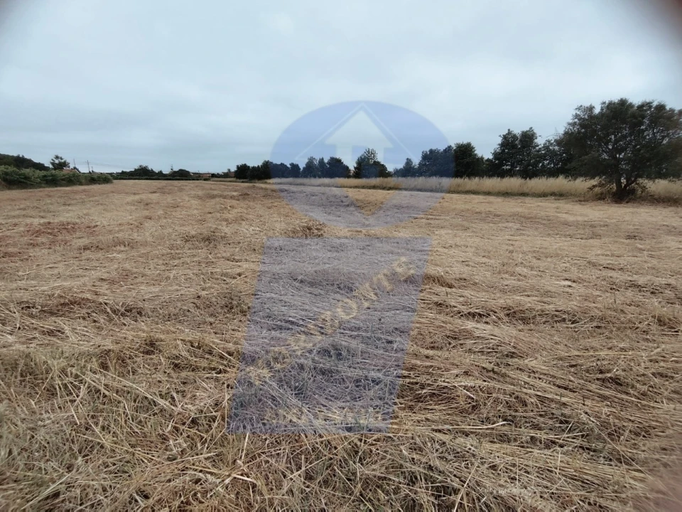 Terreno para Venda em Bustos, Troviscal e Mamarrosa Foto 4