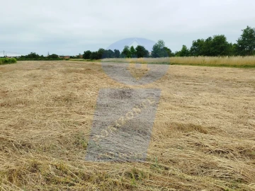 Terreno para Venda em Bustos, Troviscal e Mamarrosa