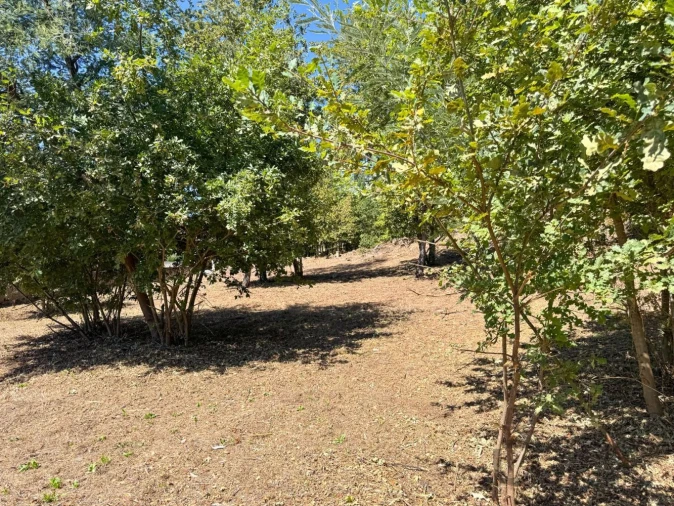 Terreno para Venda em Boa Aldeia, Farminhão e Torredeita Foto 26