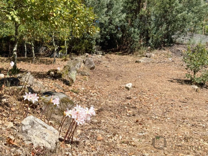 Terreno para Venda em Boa Aldeia, Farminhão e Torredeita Foto 24