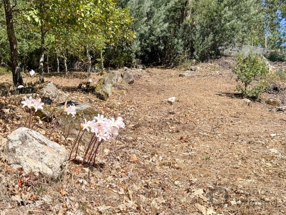 Terreno para Venda em Boa Aldeia, Farminhão e Torredeita Foto 21