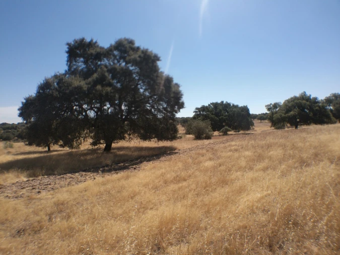 Quinta para Venda em Barbacena e Vila Fernando Foto 14