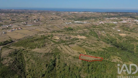 Terreno para Venda em Igreja Nova e Cheleiros