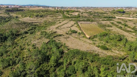Terreno para Venda em Igreja Nova e Cheleiros