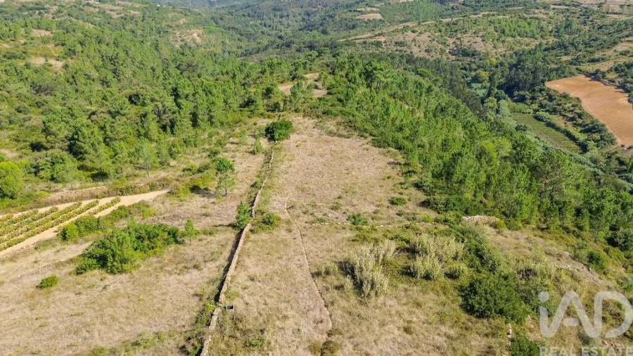 Terreno para Venda em Igreja Nova e Cheleiros Foto 15