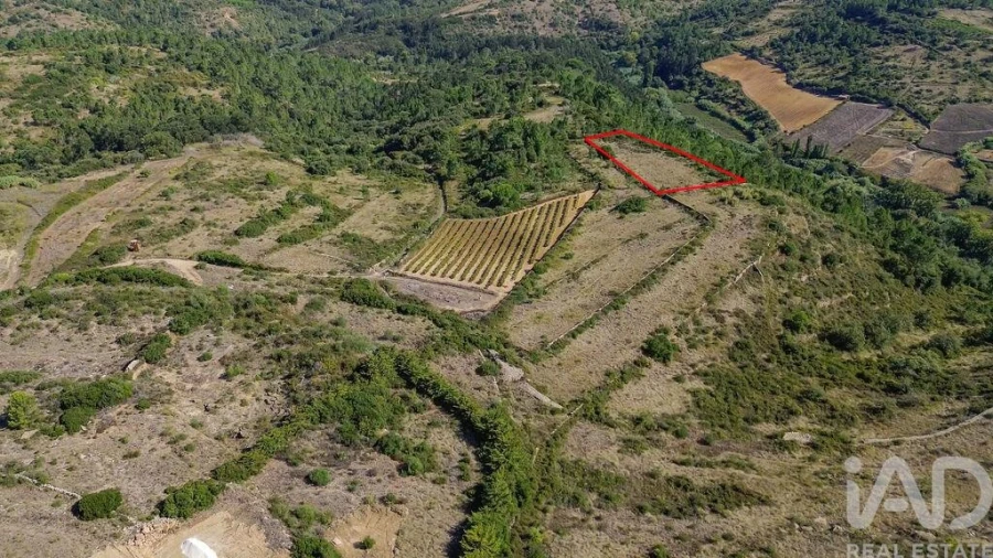 Terreno para Venda em Igreja Nova e Cheleiros Foto 8