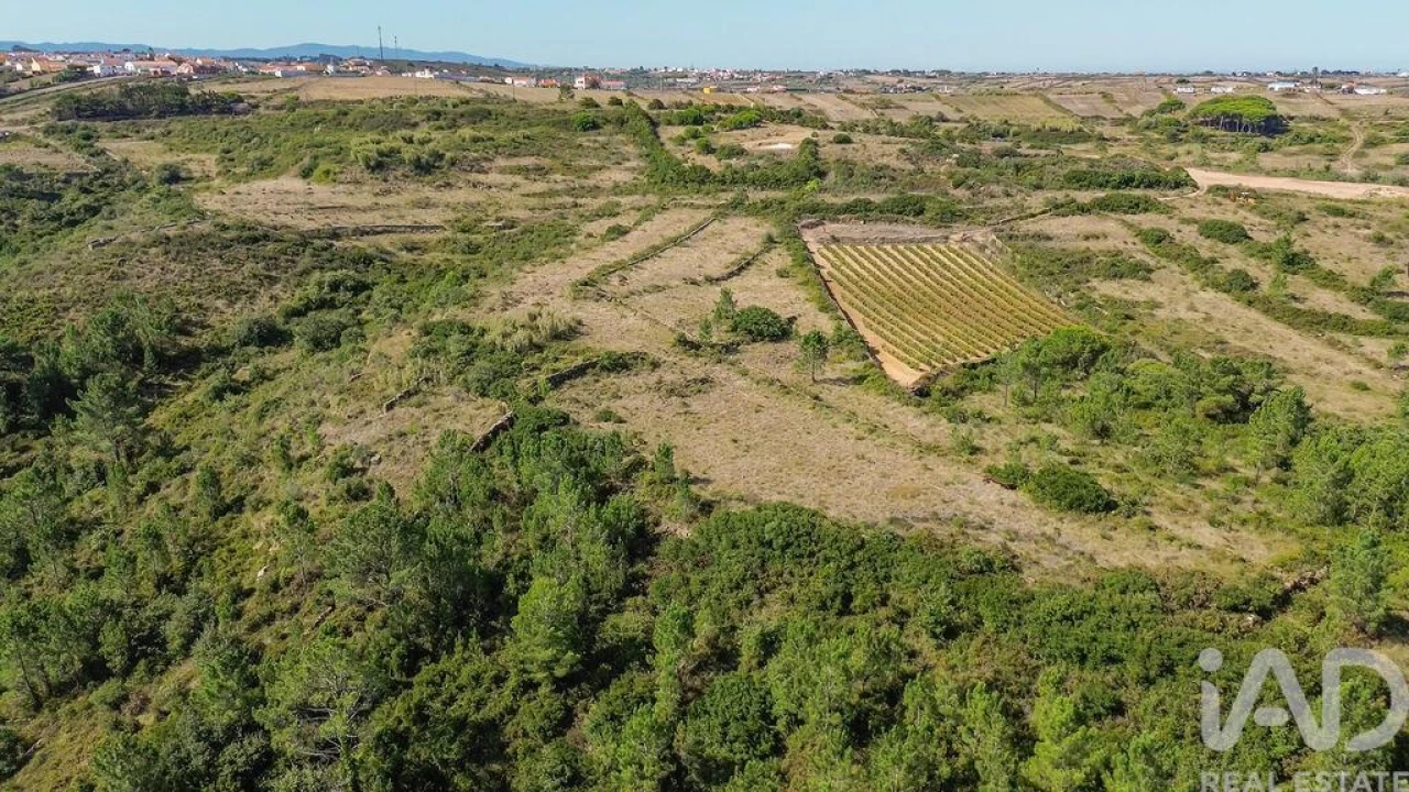 Terreno para Venda em Igreja Nova e Cheleiros Foto 14