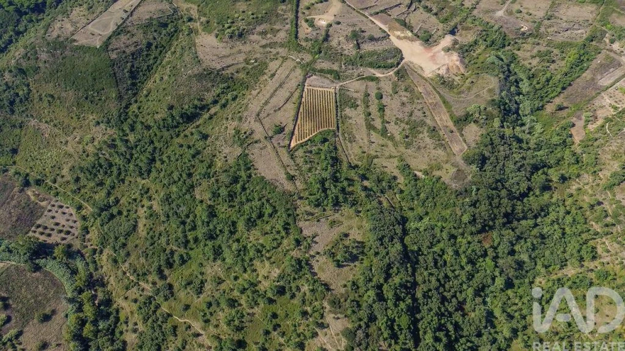 Terreno para Venda em Igreja Nova e Cheleiros Foto 22