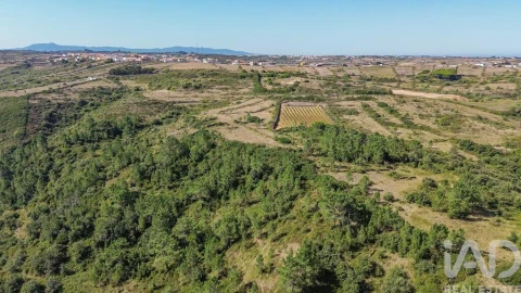 Terreno para Venda em Igreja Nova e Cheleiros