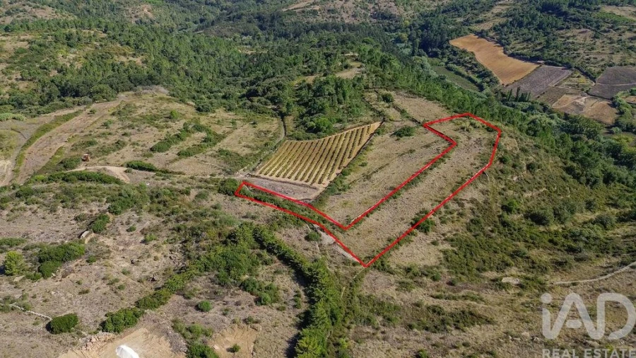 Terreno para Venda em Igreja Nova e Cheleiros Foto 2