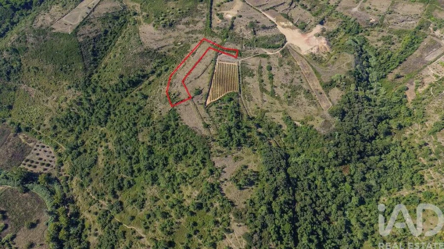 Terreno para Venda em Igreja Nova e Cheleiros Foto 7