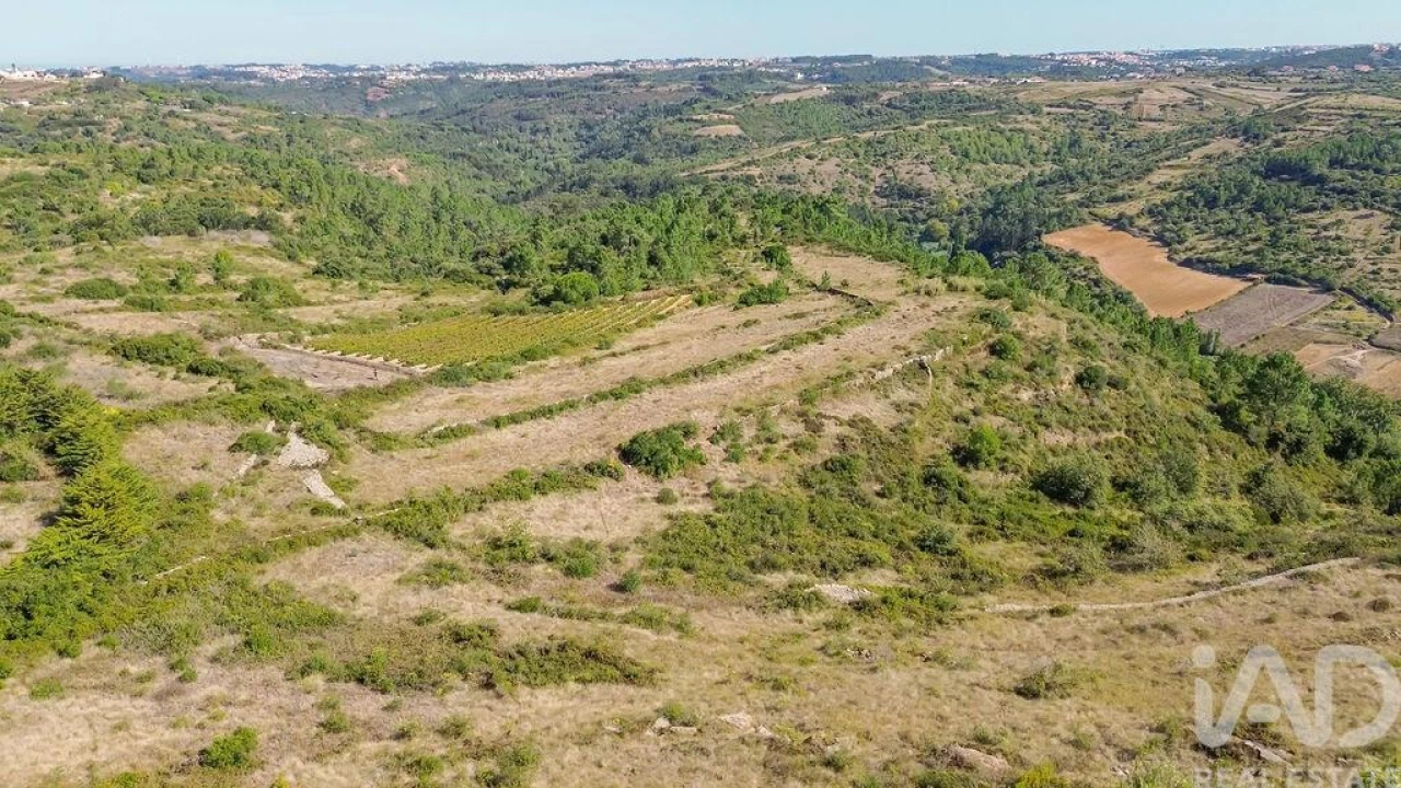 Terreno para Venda em Igreja Nova e Cheleiros Foto 19