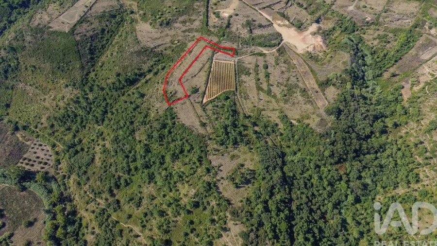 Terreno para Venda em Igreja Nova e Cheleiros