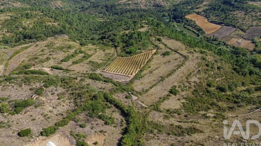 Terreno para Venda em Igreja Nova e Cheleiros