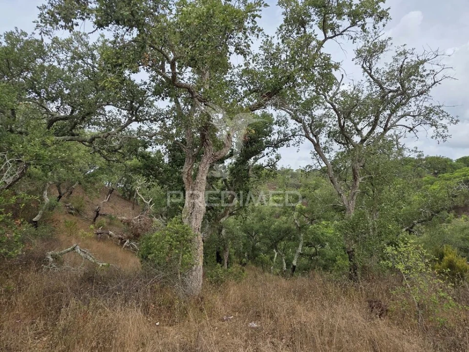 Terreno para Venda em Melides Foto 9