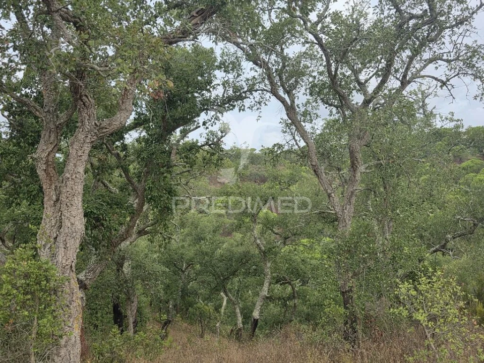 Terreno para Venda em Melides Foto 8