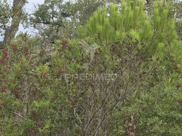Terreno para Venda em Melides