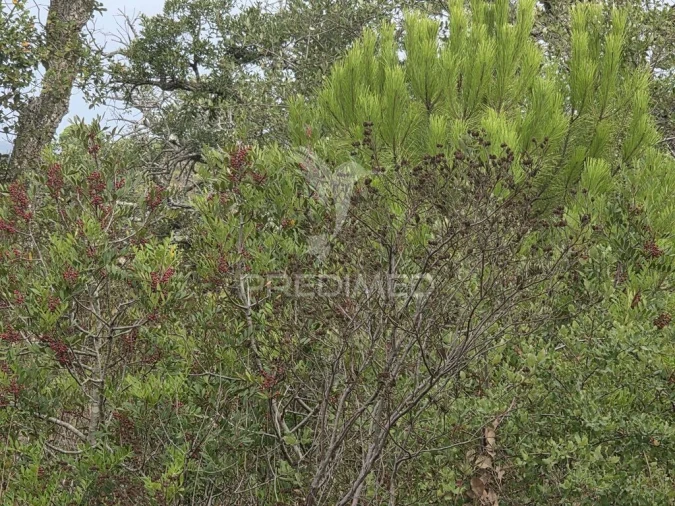 Terreno para Venda em Melides Foto 17