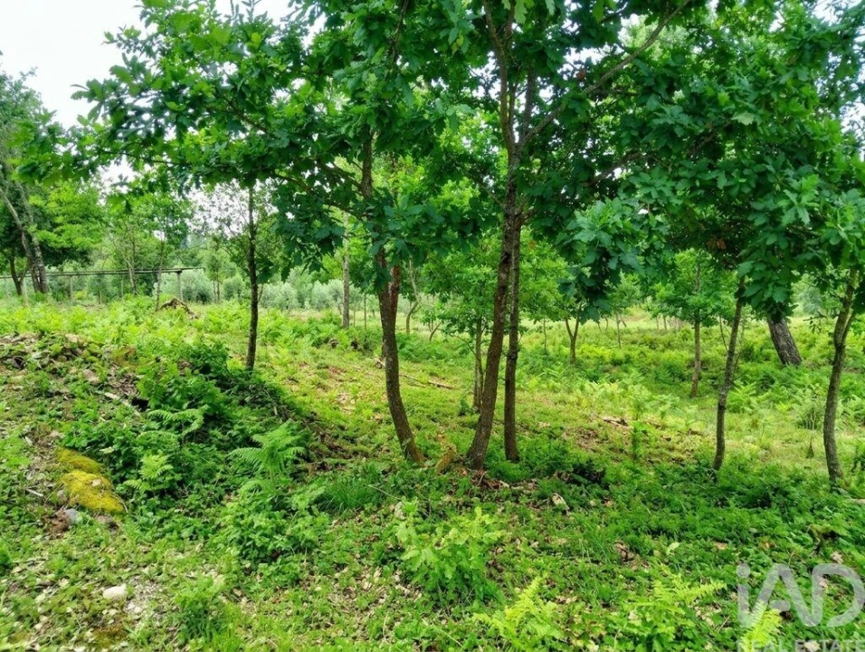 Quinta para Venda em Graça Foto 24