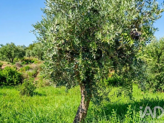 Quinta para Venda em Graça Foto 26