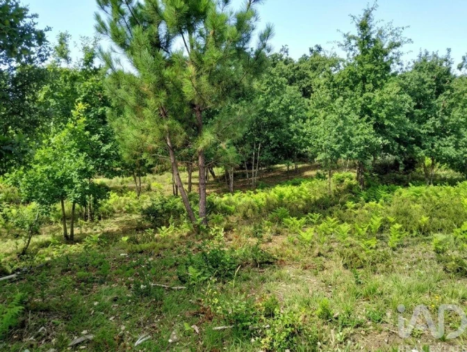 Quinta para Venda em Graça Foto 21