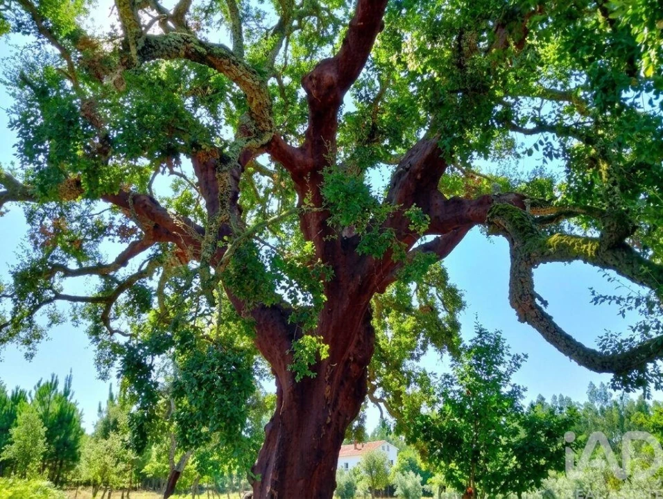 Quinta para Venda em Graça Foto 27