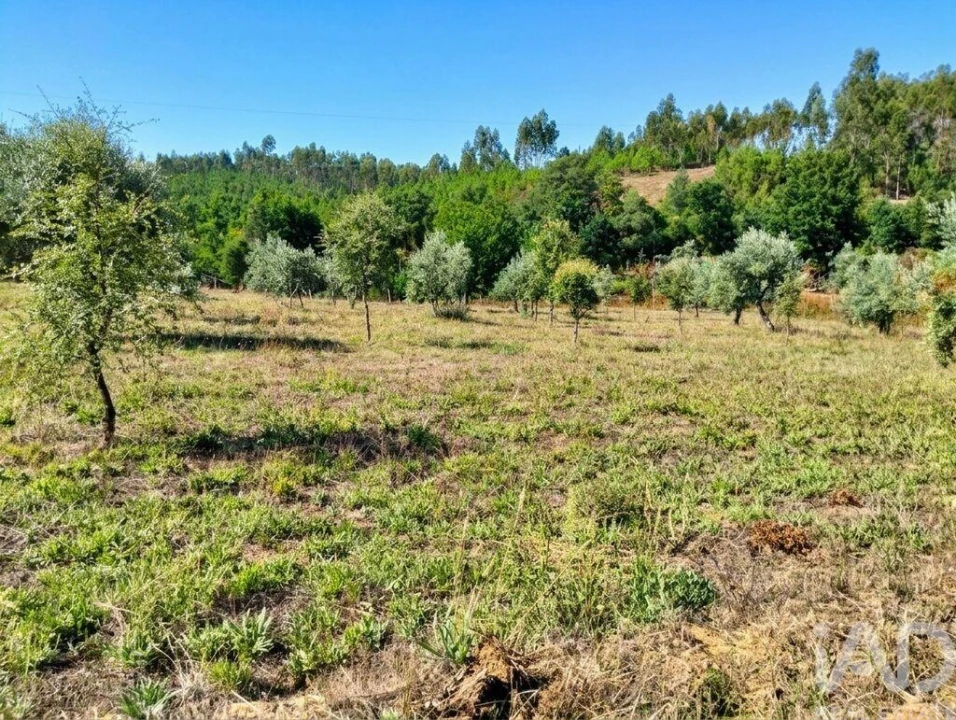 Quinta para Venda em Graça Foto 25