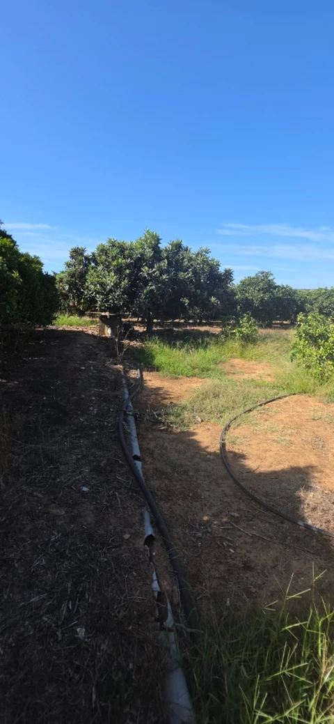Terreno para Venda em Porches