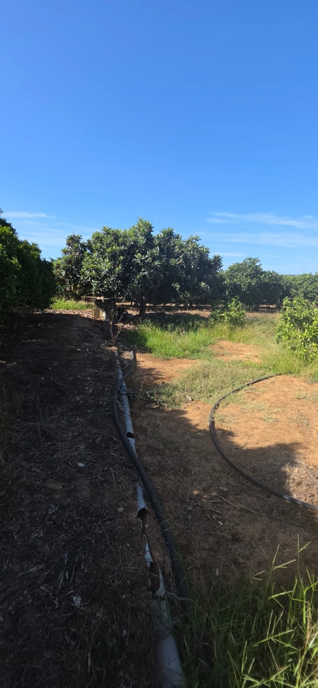 Terreno para Venda em Porches Foto 4