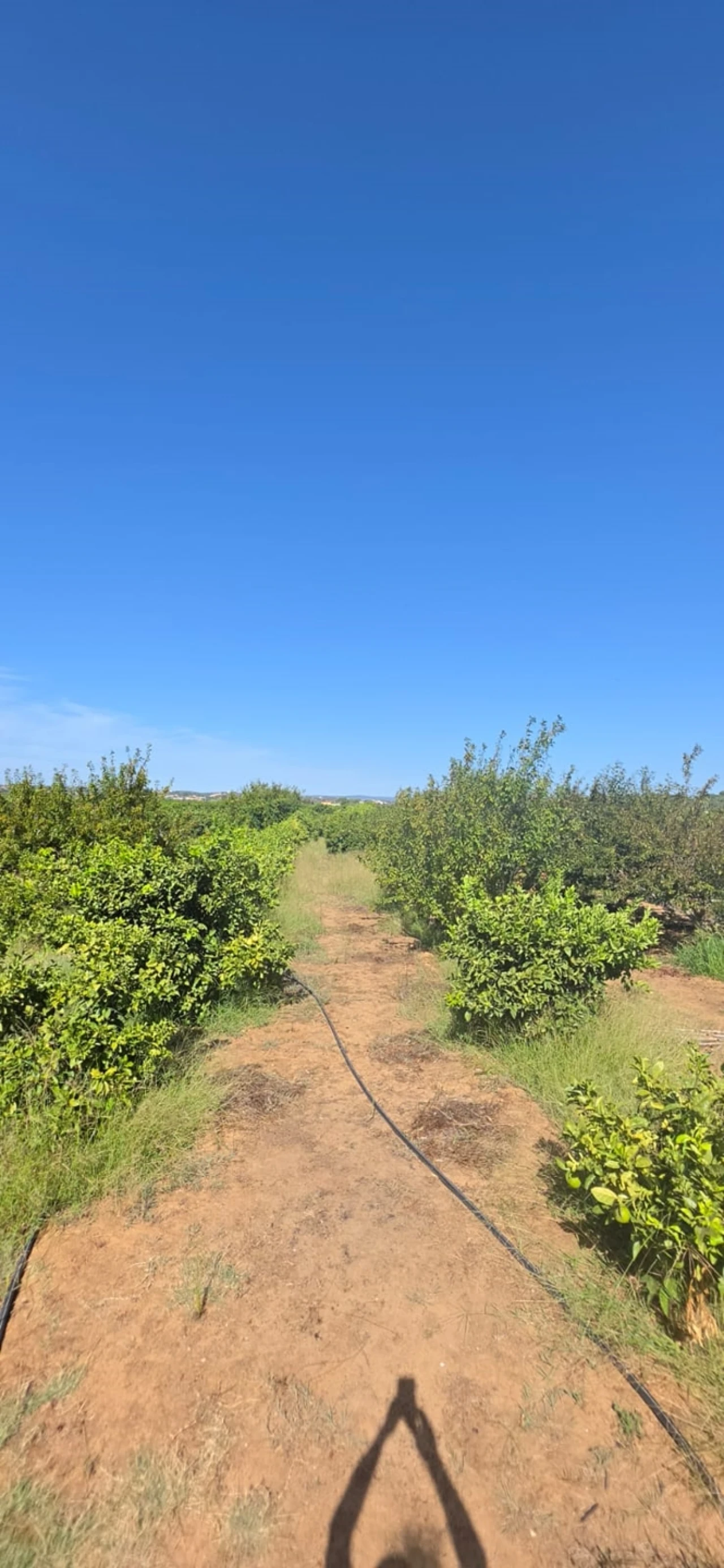 Terreno para Venda em Porches Foto 5