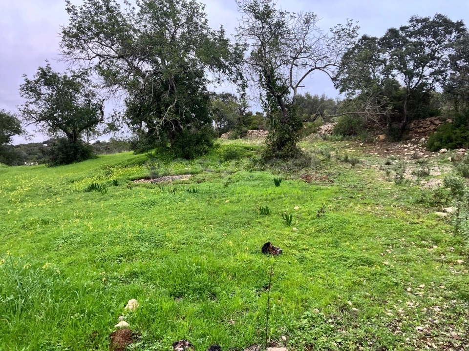 Terreno Agricola ou Rústico para Venda em Santa Barbara de Nexe Foto 3