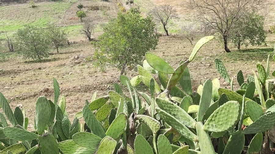 Quinta T4 para Venda em Martim Longo
