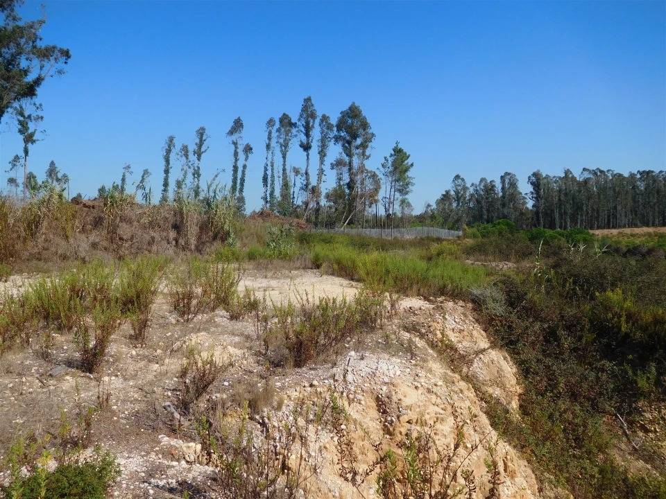 Terreno para Venda em Souto da Carpalhosa e Ortigosa Foto 6