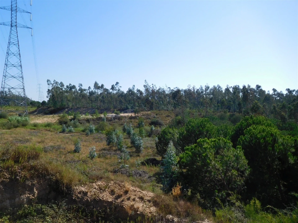 Terreno para Venda em Souto da Carpalhosa e Ortigosa Foto 3