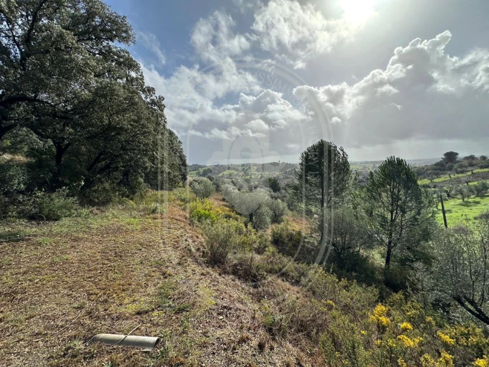 Terreno para Venda em Brogueira, Parceiros de Igreja e Alcorochel Foto 17