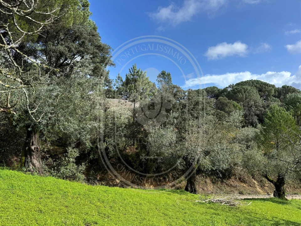 Terreno para Venda em Brogueira, Parceiros de Igreja e Alcorochel Foto 28