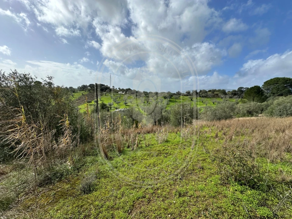 Terreno para Venda em Brogueira, Parceiros de Igreja e Alcorochel Foto 35