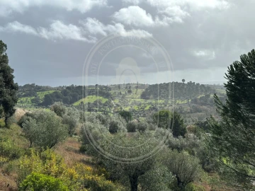 Terreno para Venda em Brogueira, Parceiros de Igreja e Alcorochel