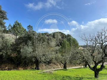 Terreno para Venda em Brogueira, Parceiros de Igreja e Alcorochel