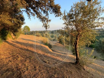 Terreno para Venda em Brogueira, Parceiros de Igreja e Alcorochel
